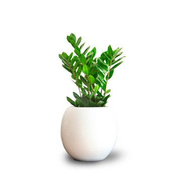 Zamioculcas Emerald Palm Royal Green